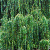 4 Willow Trees Live, 12-24 Inch Tall