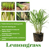 8 Lemongrass Live Plants, Indoor Outdoor Plant, 4-6 Inch Tall