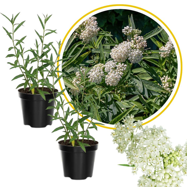 2 White Milkweed Live Plants, Outdoor Garden Flower Plant, 4-8 Inch Tall