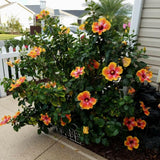 Red Yellow Hibiscus Plant 5-7", in Pot