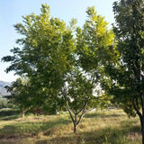 Pecan Tree Plant Live, Starter Plant, 1-2 Ft Tall