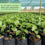 Black Pepper Plant, 4-6 Inch Tall, Piper Nigrum Vine Plants