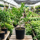 Orange Satsuma Tree Live, Mandarin Tree, 1-2 Ft Tall, 1 Gallon Pot