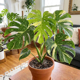 Thai Constellation Monstera Live Plant, 4-6 Inch Tall, Rare Indoor Plant