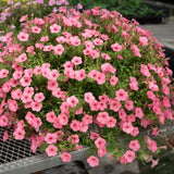 6 Pink Mexican Petunia Flower Live Plants, Flowering Plant, 4-6 Inch Tall