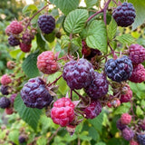 2 Glencoe Thornless Live Raspberry Plants, 4-6 Inch Tall