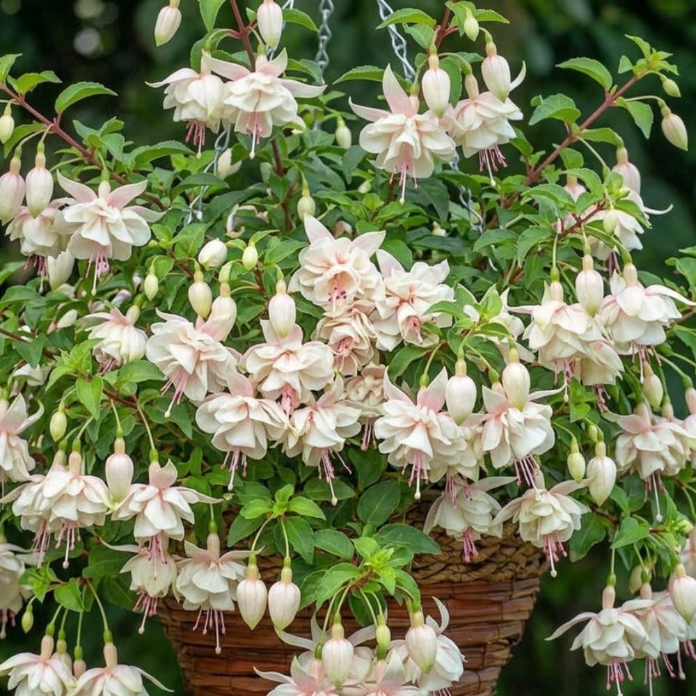 White Hardy Fuchsia Plant Live, 4-8 Inch Tall, 5 Inch Pot