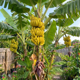 Grand Nain Banana Live Plant, 4-6 Inch Tall Dwarf Banana Tree