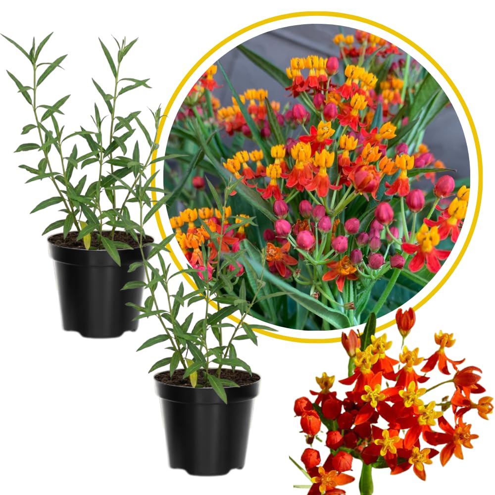 2 Orange Milkweed Live Plants, Perennial Flower Plant, 4-8 Inch Tall