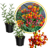 2 Orange Milkweed Live Plants, Perennial Flower Plant, 4-8 Inch Tall
