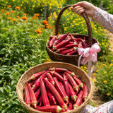 2 Red Okra Plants Live, Vegetable Start Plant for Home Garden, 4 Inc Pot