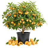 Golden Loquat Tree Plant Live, Sweet Golden Yellow Fruit, 8-10 Inch Tall