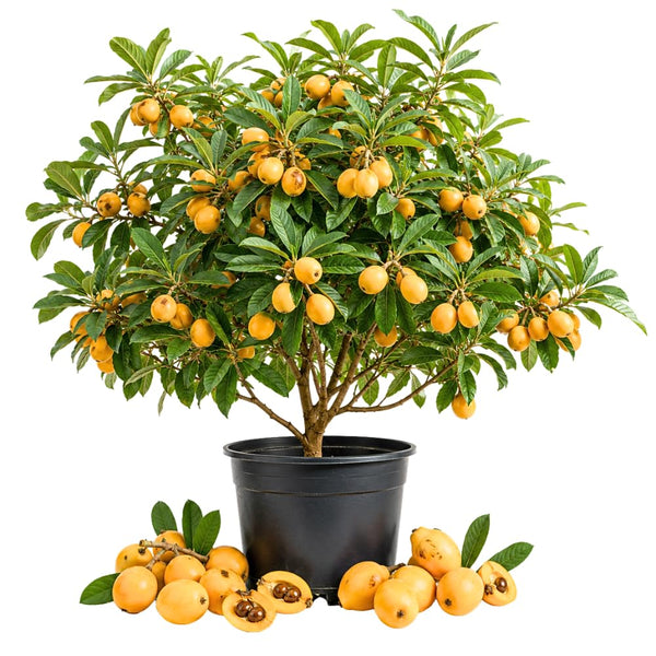 Golden Loquat Tree Plant Live, Sweet Golden Yellow Fruit, 8-10 Inch Tall