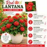 2 Red Lantana Plants Live, Hardy Flowering Perennial, 4-6" Tall