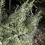 Pack 3 Blue Rosemary Plants, Rosemary Herb Shrubs Plant for Cooking