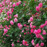 Climbing Rose Live Plant, Reblooming Rose Bush, 2-3 Inch Tall