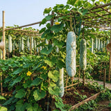 Long Wax Gourd Winter Melon Plant Live, Well-Rooted Vine Plant, 4 Inch Pot