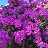 2 Purple Live Bougainvillea Plants, Outdoor Garden Plant, 4-6 Inch Tall