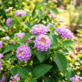 2 Purple Lantana Live Plants, Hanging Basket Flower, 4-6 Inch Tall