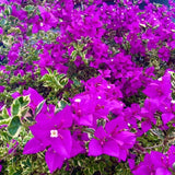 2 Variegated Bougainvillea Live Plants, Garden Vine, 4-7 Inch Tall