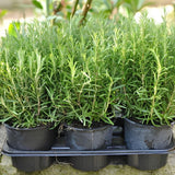 3 Live Rosemary Herb Plants 4-6" Tall