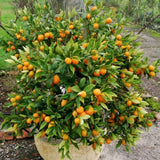 Live Meiwa Kumquat Tree 1 Gallon Pot