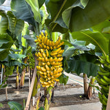 3 Grand Nain Banana Plant Live, Fruit Tree, 3-5 Inch Tall