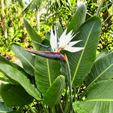 2 White Bird Live Plants, Outdoor Garden Plant, 4-6 Inch Tall