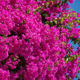 2 Pink Bougainvillea Live Plants, Blooming Climbing Plant, 4-7 Inch Tall