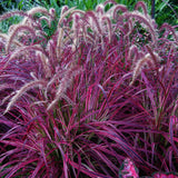 3 Red Fountain Grass Live Plants, 4–6 Inch Tall, No Pot, Ornamental Grass for Garden Borders and Outdoor Growing