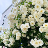 Climbing Rose Live Plant, Garden Rose Plant