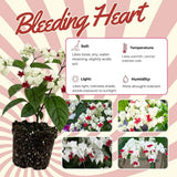 Set 3 White Bleeding Heart Plants Live 4-6 Inch Tall
