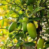 White Finger Lime Live Tree, 1-2 Ft Tall, 3 Gallon Pot