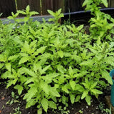 Epazote Herb Live Plant, Garden Herb Plant, 4-6 Inch Tall, 4 Inch Pot