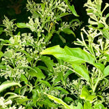 3 Night Blooming Jasmine Live Plants, Jasmine Plant Live, 4-7 Inch Tall