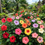 4 Mixed Hibiscus Plant Live, Tropical Flower Shrub, 4-6" Tall