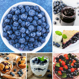 2 Sunshine Blueberry Plant Live, Blueberry Bushes Plant, 4-7 Inch Tall
