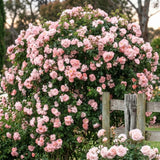 Light Pink Live Rose Plant, Fragrant Garden Rose, 2-3 Inch Tall