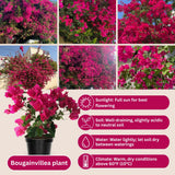 Set 2 Barbara Karst Bougainvillea Live Plant 5-7 Inch Tall