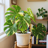 Monstera Plant Live, Outdoor Garden Plant, 5-8 Inch Tall
