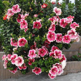Pink Red Hibiscus Live Plant 5-7", in Pot