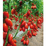 2 Red Tomato Live Plants, Vegetable Plant, 4-6 Inch Tall, 4 Inch Pot