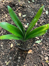 Orange Clivia Miniata Plant Live, Flower Houseplant, 6 Inch Pot