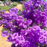 4 Silverleaf Texas Salvia Sage Bushes, Indoor Outdoor Flower, 4-6 Inch Tall