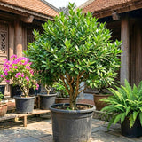 Bay Leaf Live Plant, Starter Plant, 3-5 Inch Tall