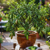 Green Finger Lime Tree Plant Live, 1-2Ft Tall, Fruit Plant, 1 Gallon Potted
