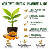 10 Yellow Turmeric Live Roots, Outdoor Garden Plant