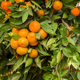 Sweet Clementine Mandarin Tree Plant Live, Starter Plant, 1 Gallon Pot