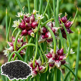 2 Walking Onion Seeds for Planting