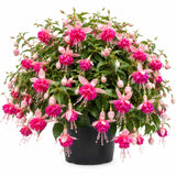 Double Pink Fuchsia Plant Live in 5'' Pot, Hanging Fuchsia Flowers Bush Shrub for Hanging Basket, Hardy Indoor Outdoor Flowering Plant, 4–8 Inch Tall Starter Plants